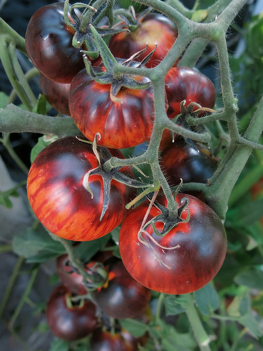 K Night Queen Tomato