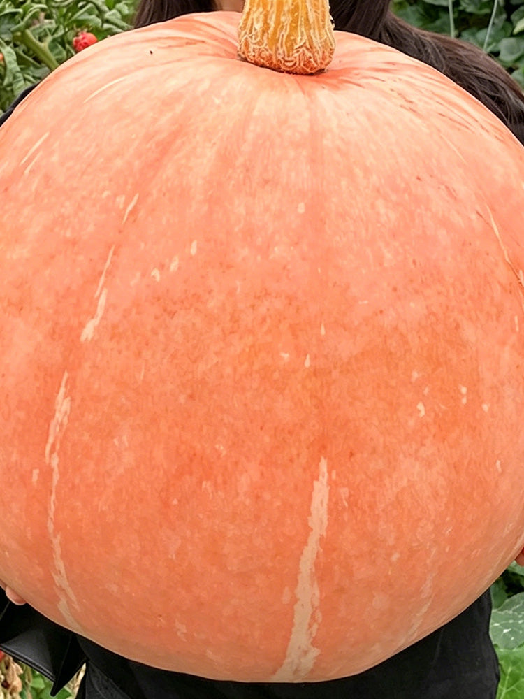 Extra Large Giant Pumpkin
