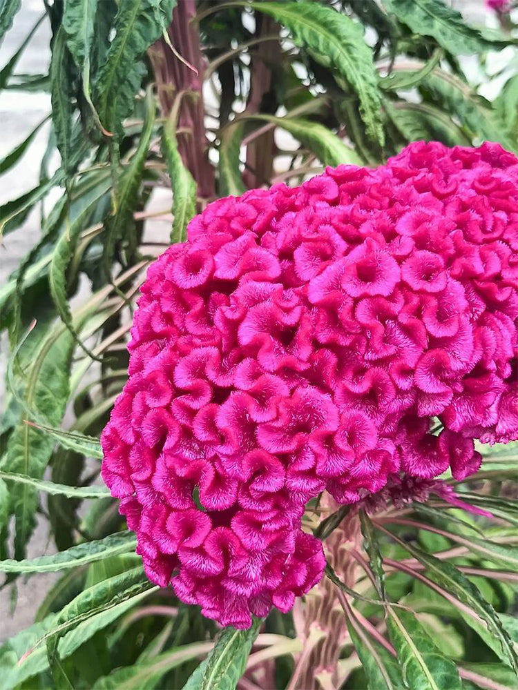 Hezhichun Purple Cockscomb