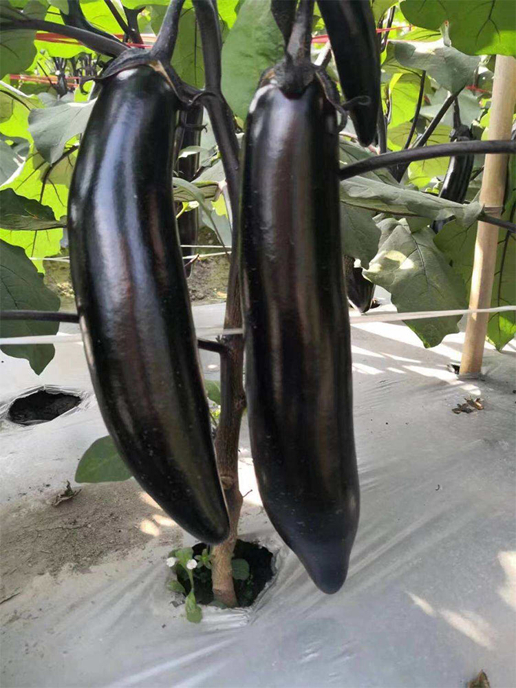 Spring-Autumn Long Eggplant