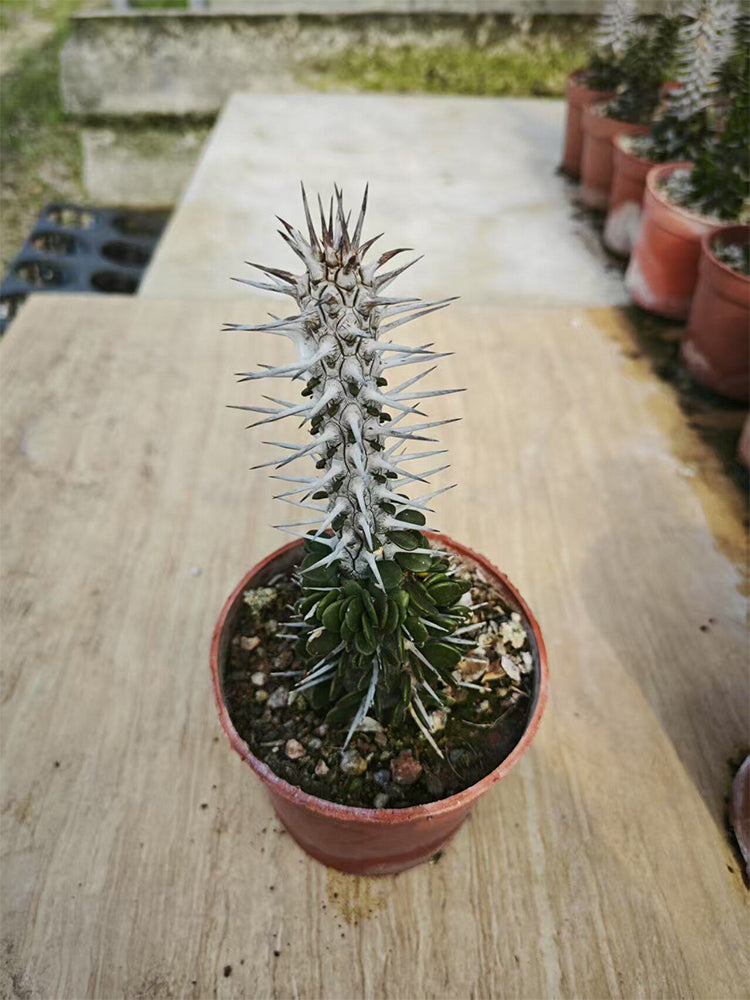 Alluaudia montagnacii