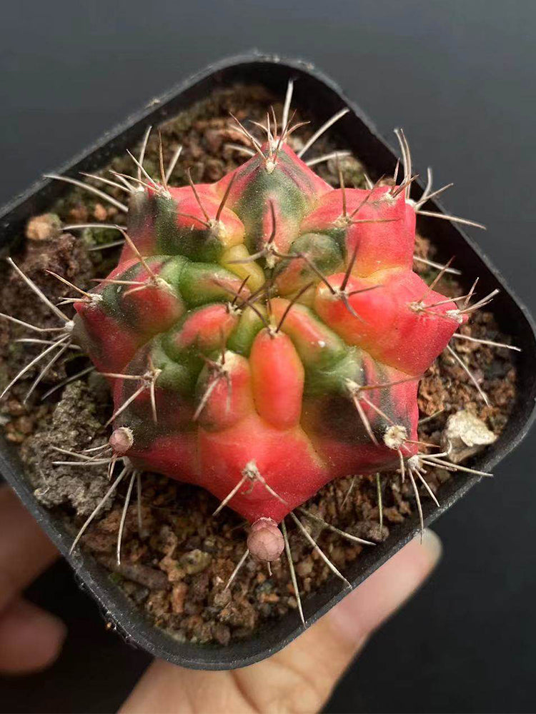 Gymnocalycium mihanovichii Variegata 'Glowing Peony'