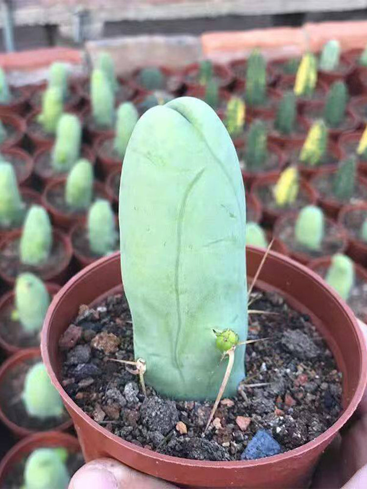 Echinopsis lageniformis f. monstruosa