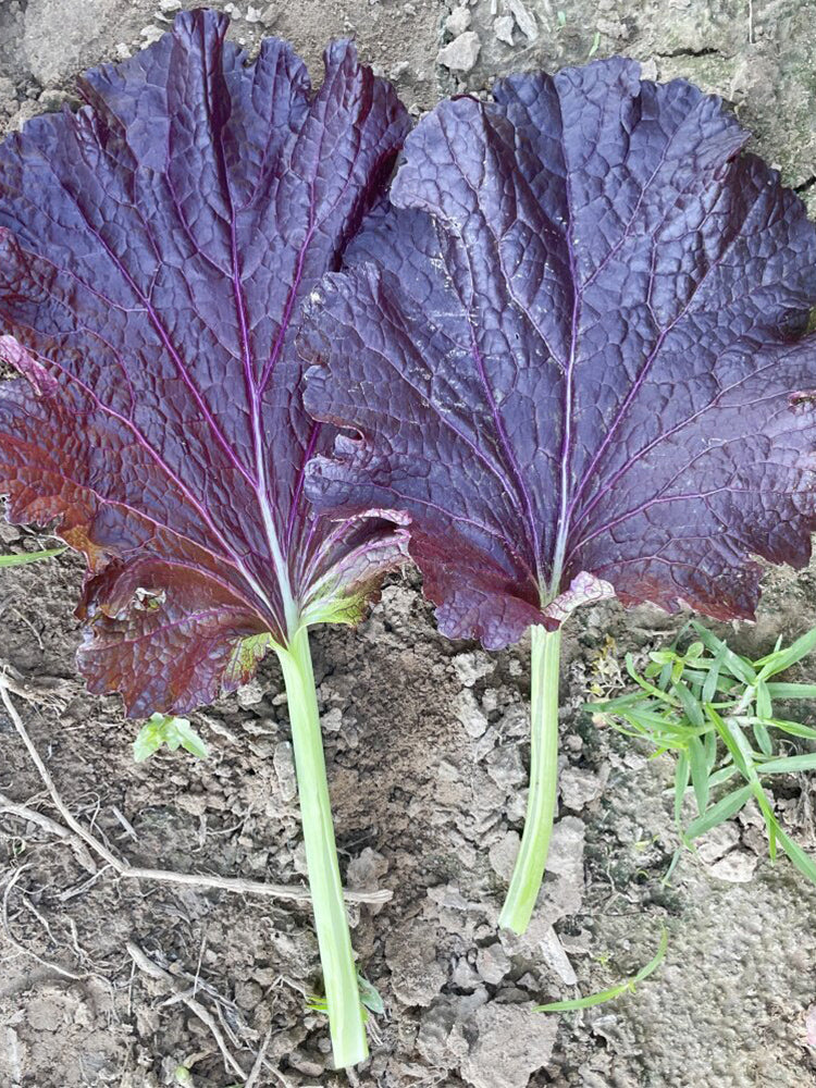 'Splendid 2099' Purple Leaf Mustard
