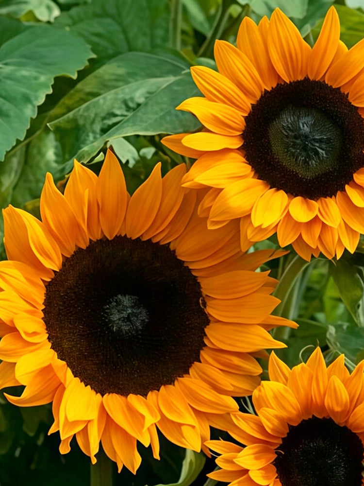 Copper Queen Sunflower