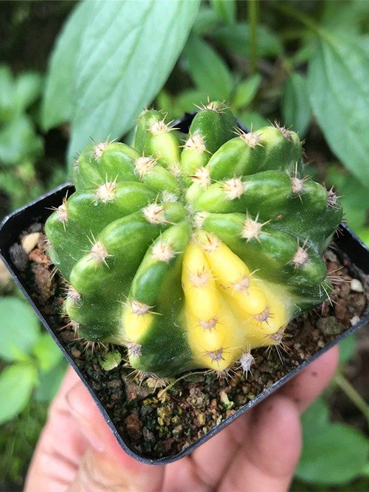 Echinopsis subdenudata Variegata