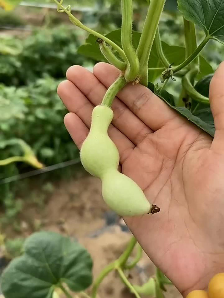 Ant Belly Gourd