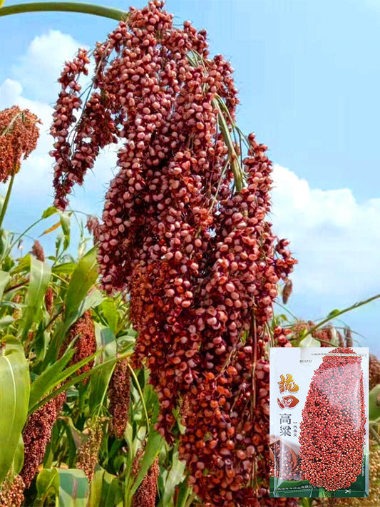Disease-resistant No.4 Red Sorghum Hybrid