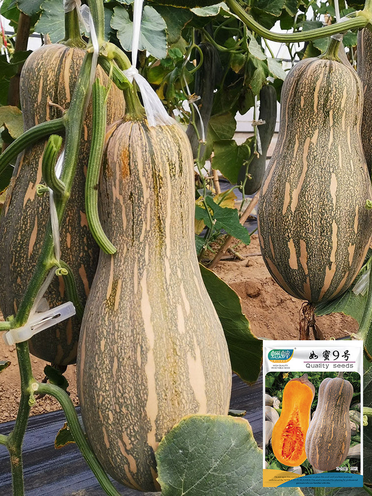 'Rumi No. 9' Pumpkin
