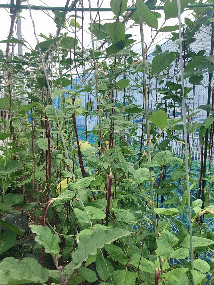 Chunqiu Red Cowpea