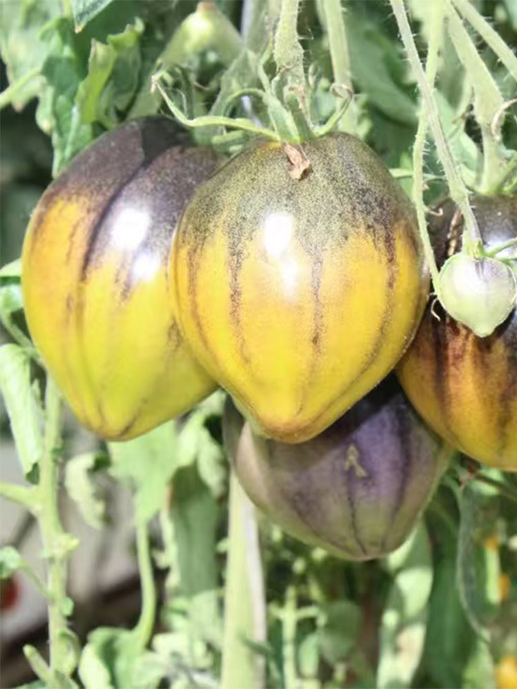 947 Rebel Green Gold Gem Tomato