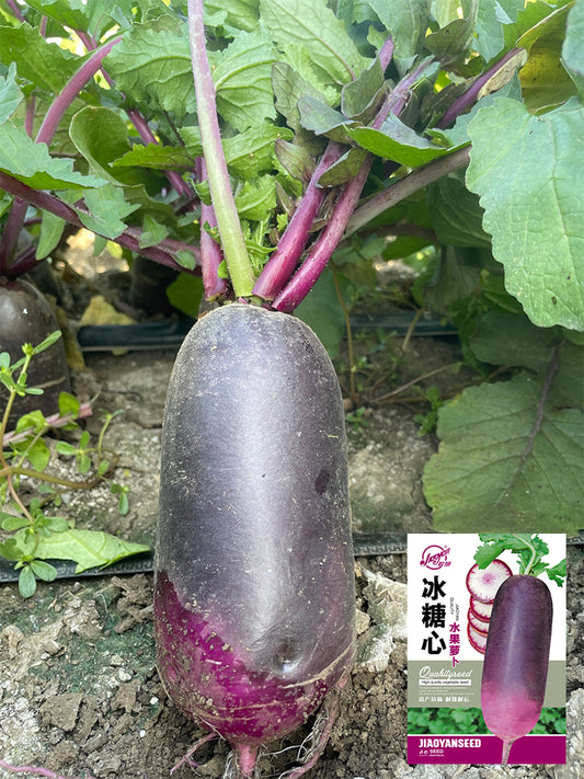 Rock Sugar Heart Purple Skin Fruit Radish