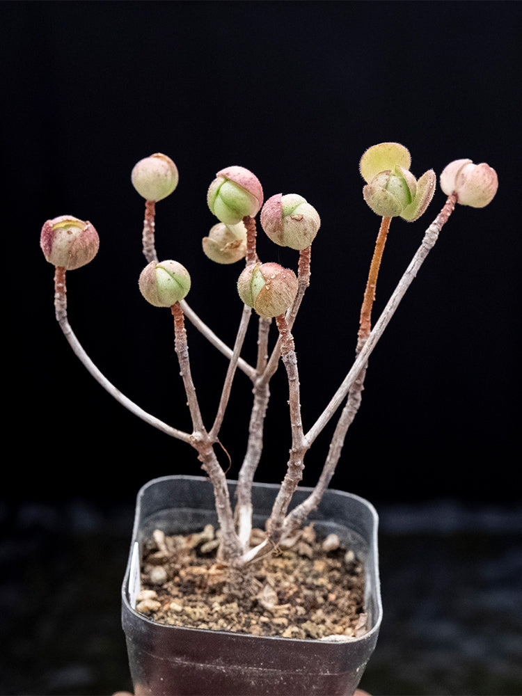 Aeonium saundersii