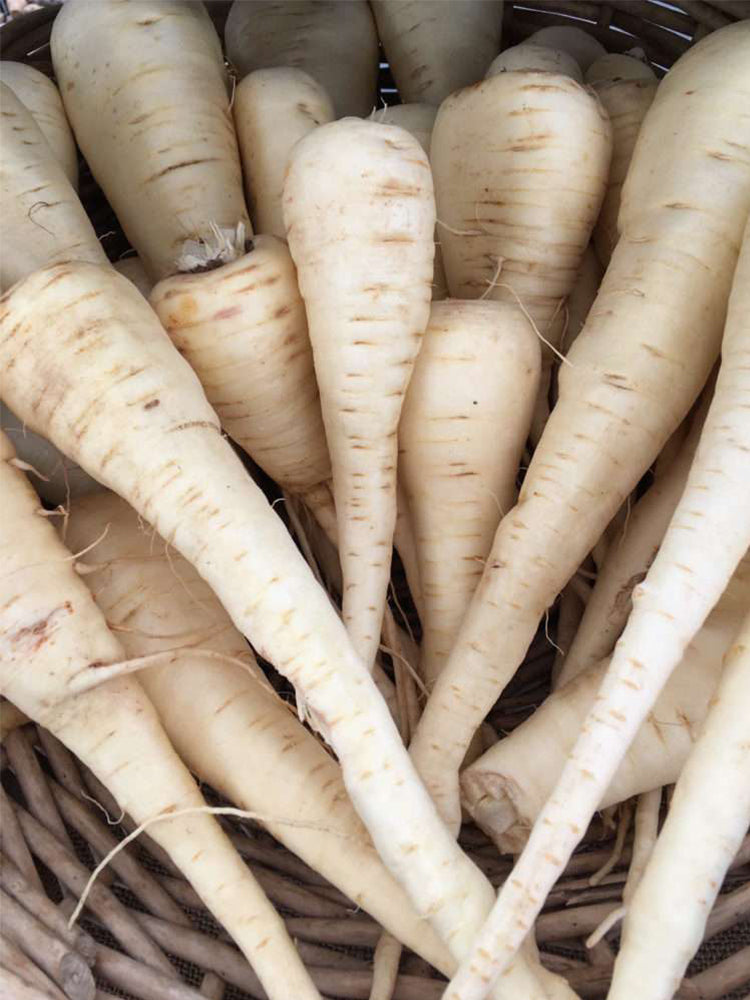 Parsnip