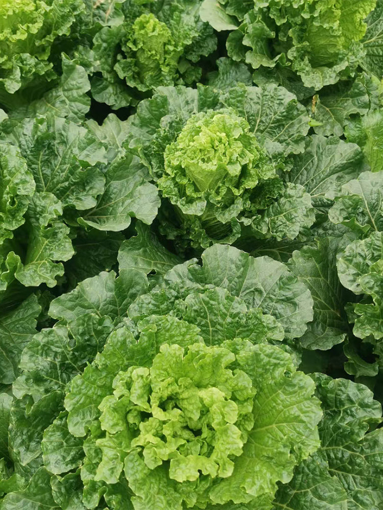 'Cuiqing 55' Qingmaye Chinese Cabbage