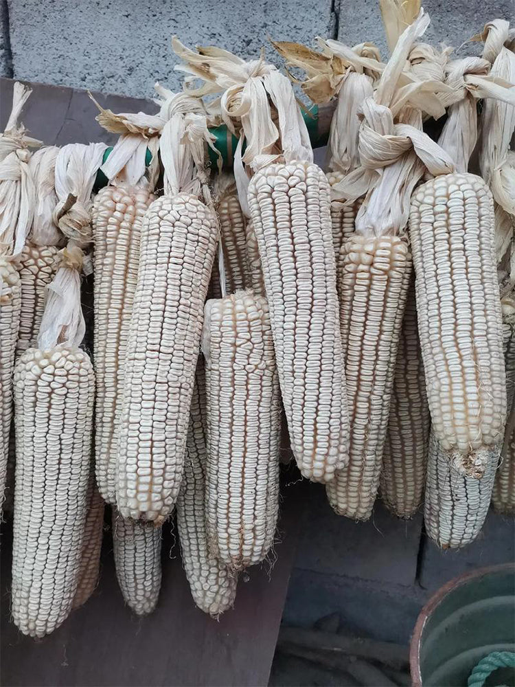 'White Horse Tooth' Corn