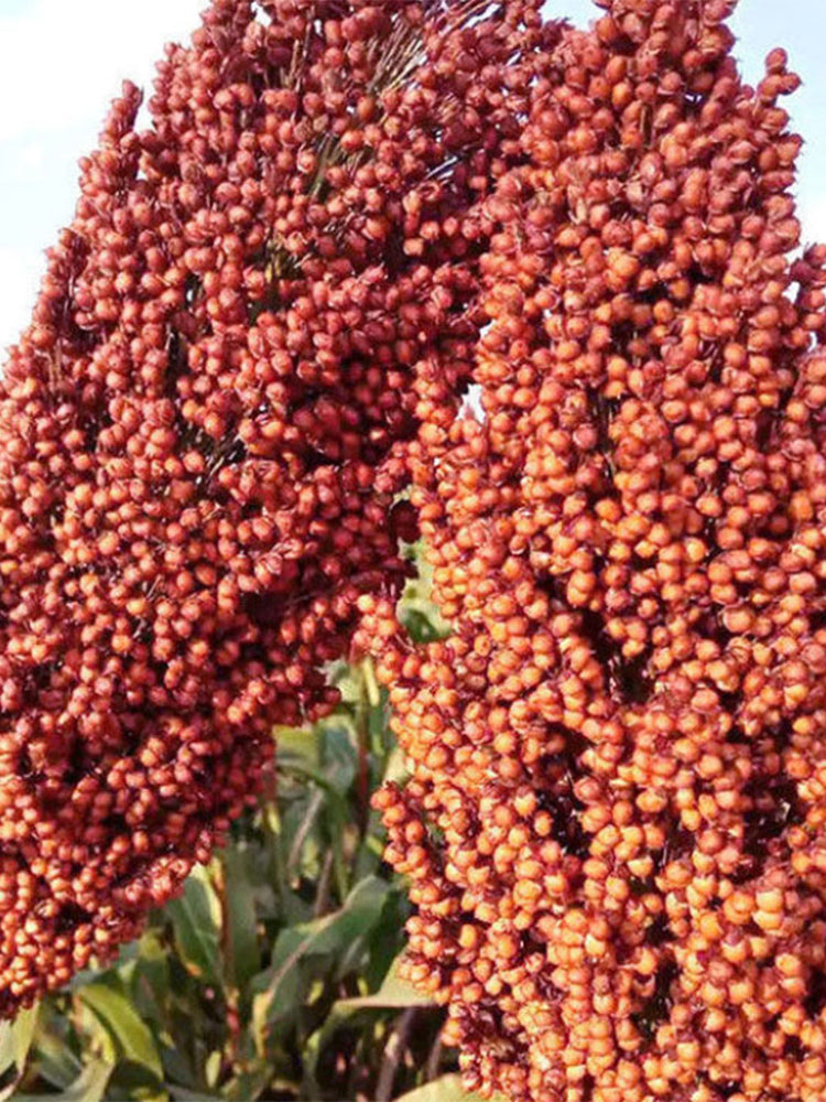 Disease-resistant No.4 Red Sorghum Hybrid