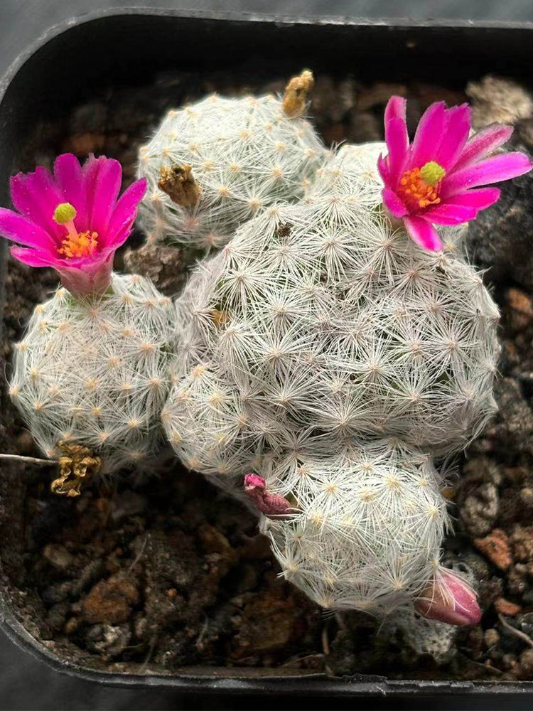 Mammillaria humboldtii