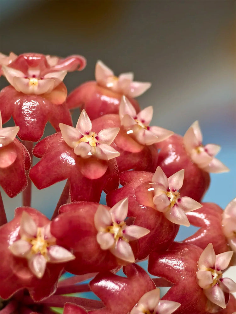 Hoya ilagiorum Unrooted Stem Cuttings