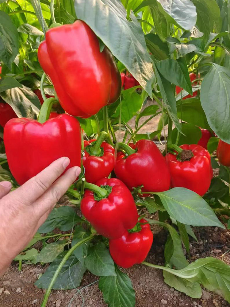 Red Bell Peppers (Capsicum annuum)