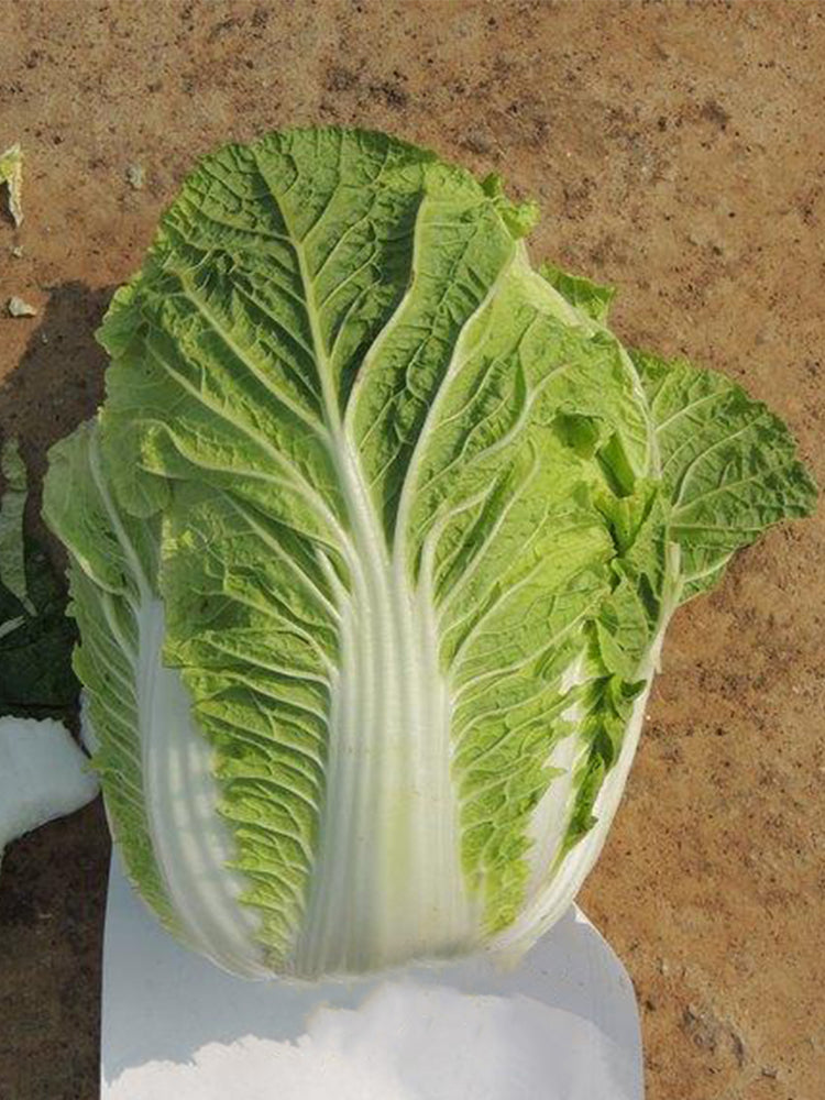 'Jiaoyan Qiubao' Chinese Cabbage