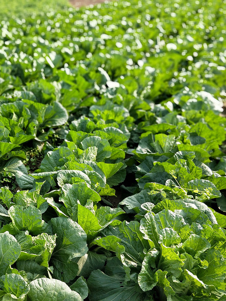 Jiemei 203 Xiayang Chinese Cabbage