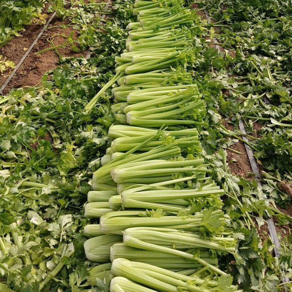 Crispy Jade Celery