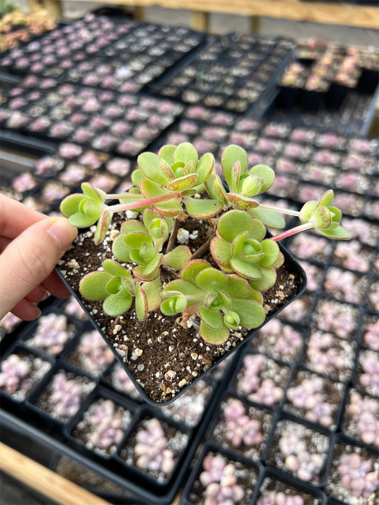 Aeonium saundersii
