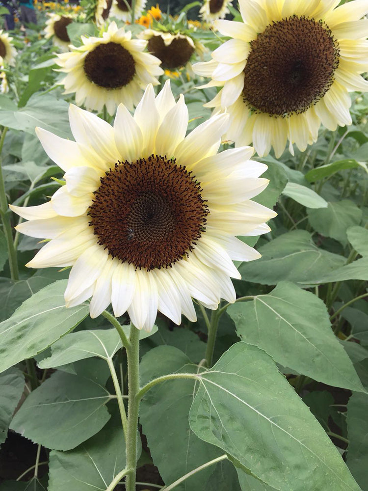 'White Lover' Sunflower