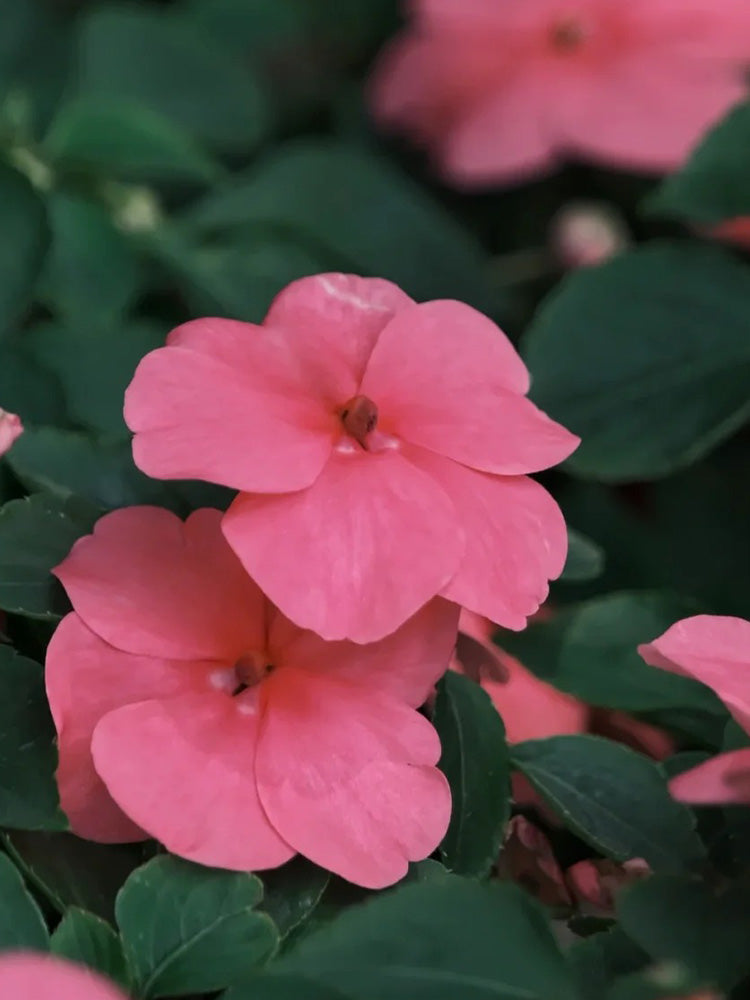 Salsa Mix Impatiens Walleriana