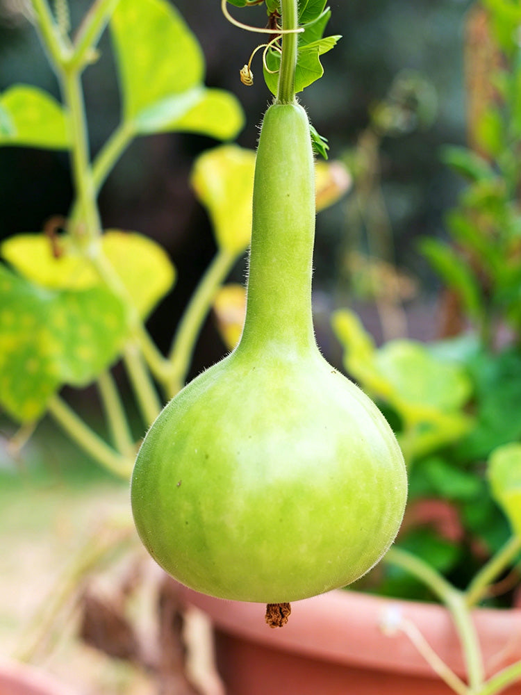 Small Long-handled Gourd