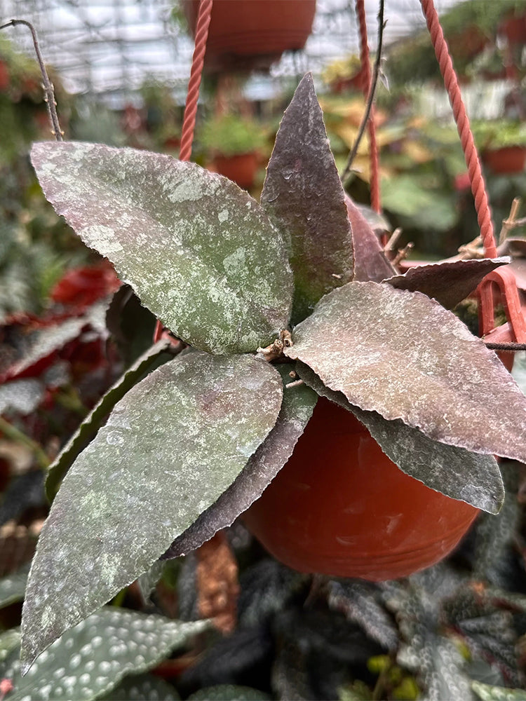 Hoya caudata Unrooted Stem Cuttings