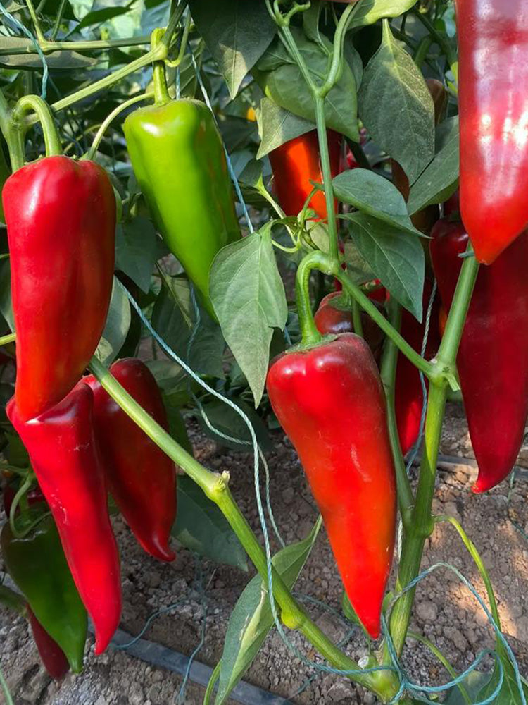 Premium Spicy Red Pickled Pepper