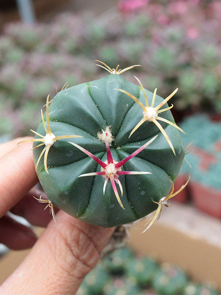 Ferocactus macrodiscus