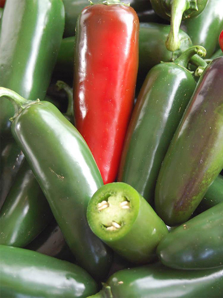Heirloom Jalapeño Pepper