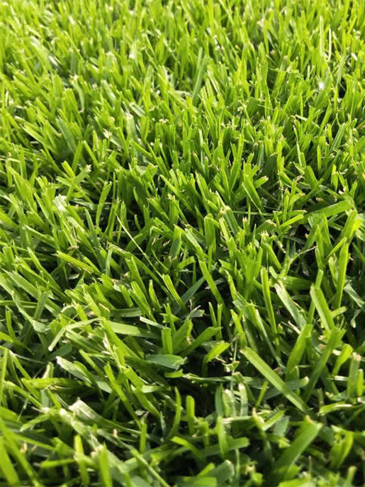 Turf-Type Tall Fescue