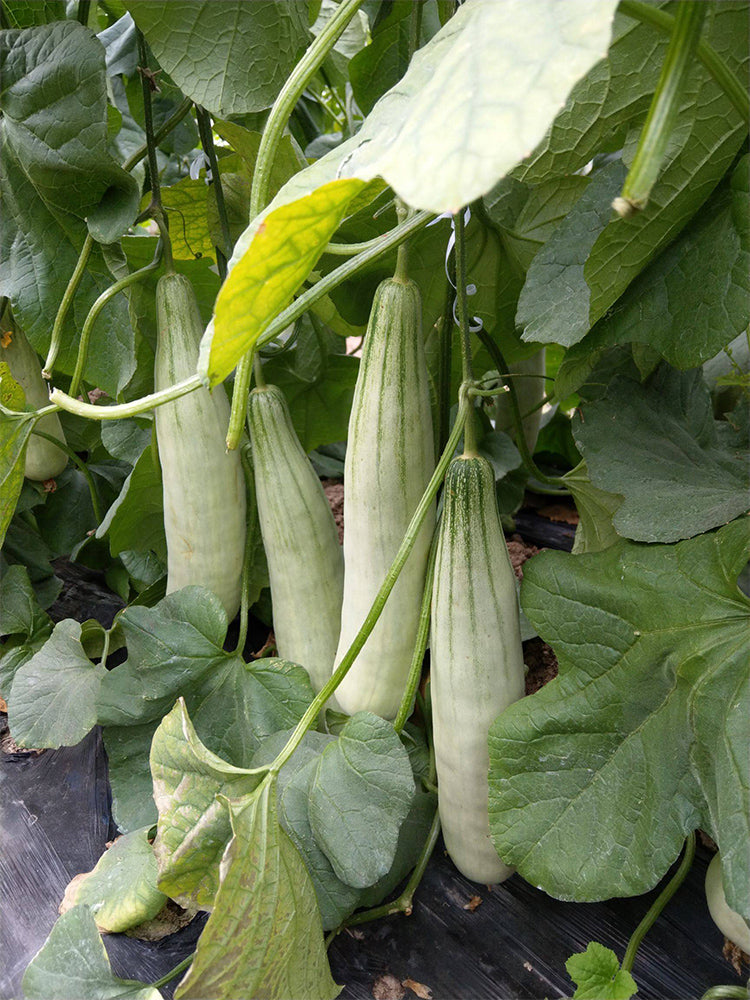 Jinyun Crisp-Sweet Melon