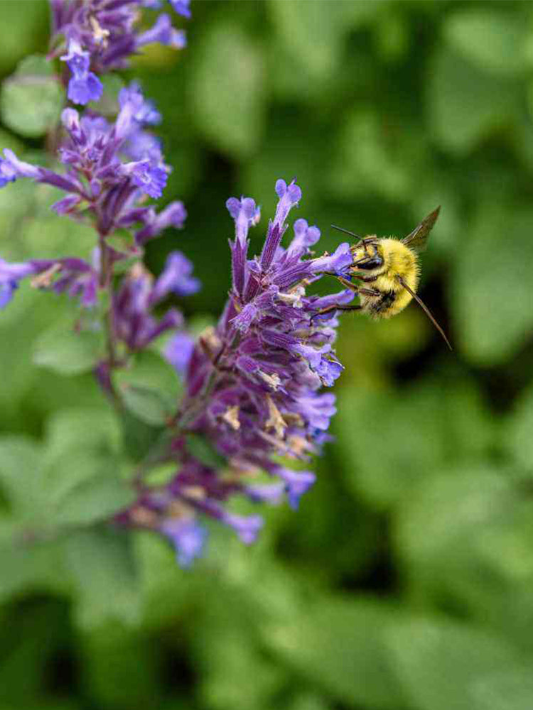Mussin's Catmint