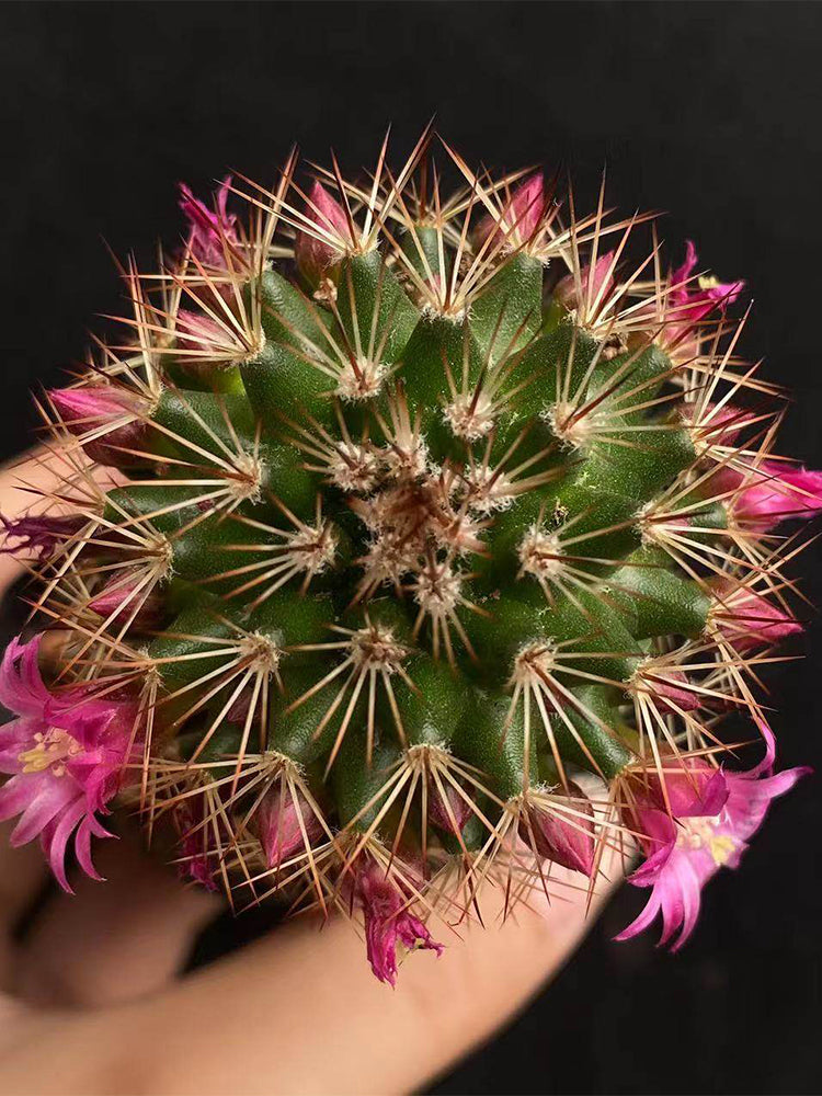 Mammillaria spinosissima