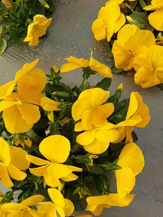 Super Bingo Series Yellow Pansy (Viola × wittrockiana)