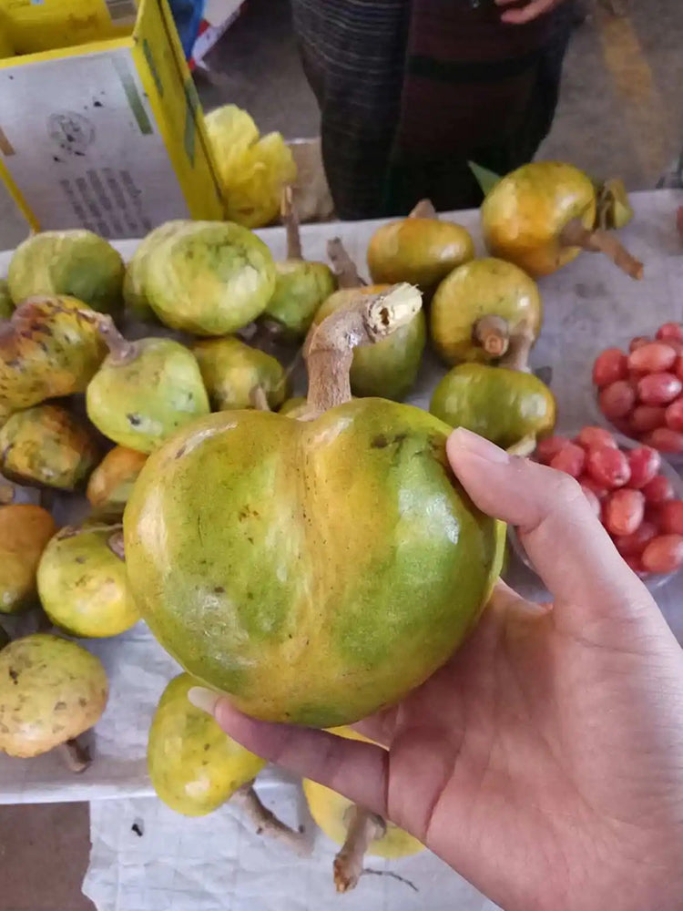 Annona Reticulata