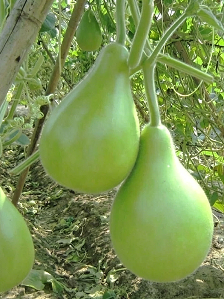 Dipper Gourd