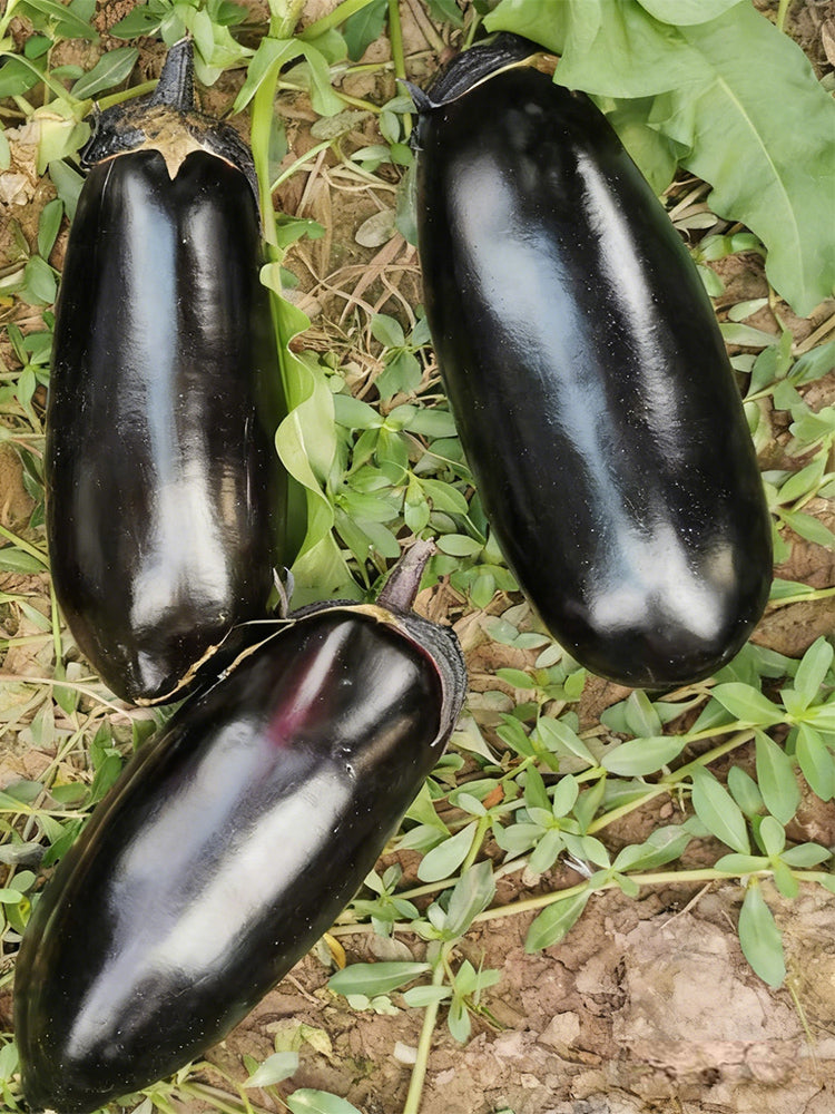 Delicious Grilling-Friendly Eggplant