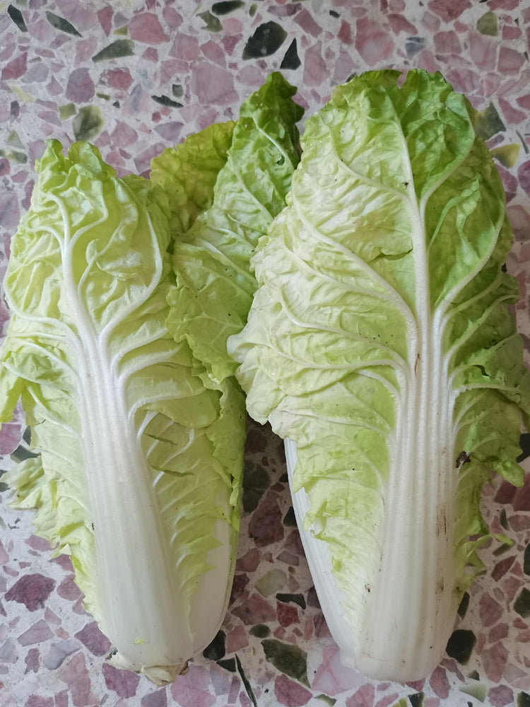 Golden Summer Crown Cabbage