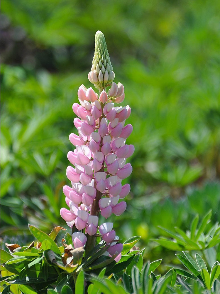 Pink Lupin