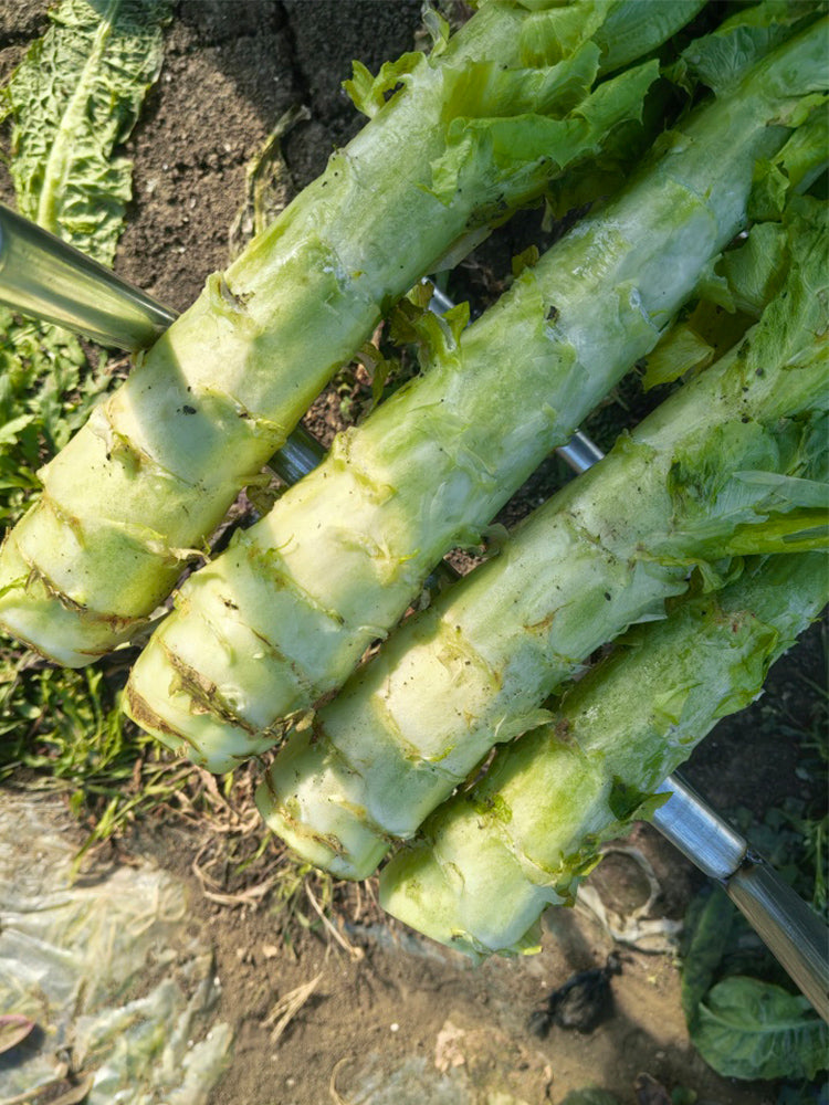 Heat-Resistant No.1 Stem Lettuce