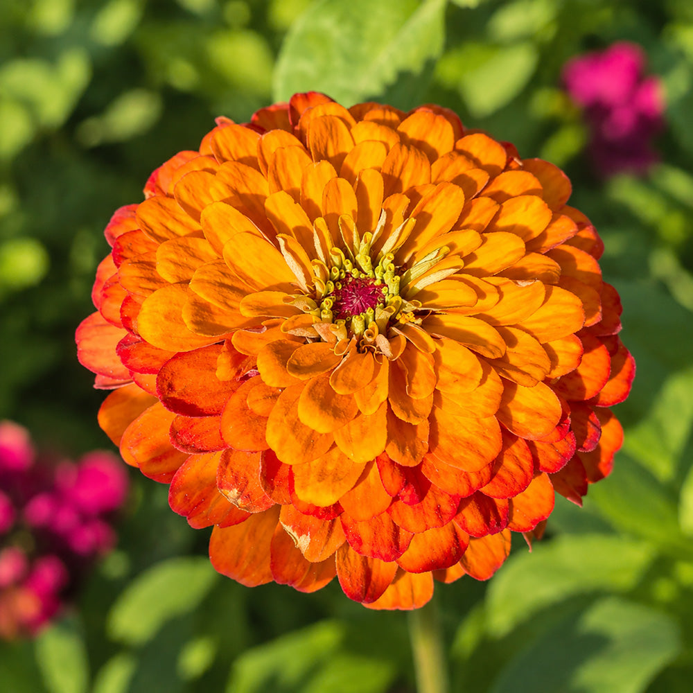 W1352 Large-Flowered Orange Zinnia