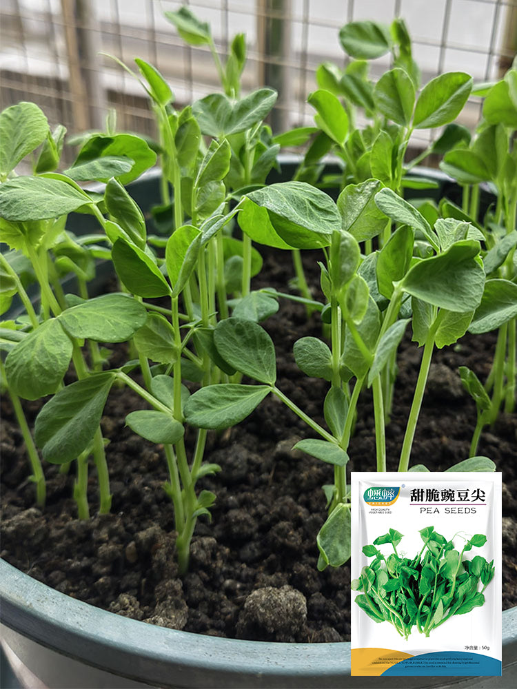 Sweet Crispy Pea Shoots