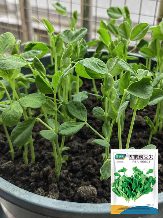 Sweet Crispy Pea Shoots