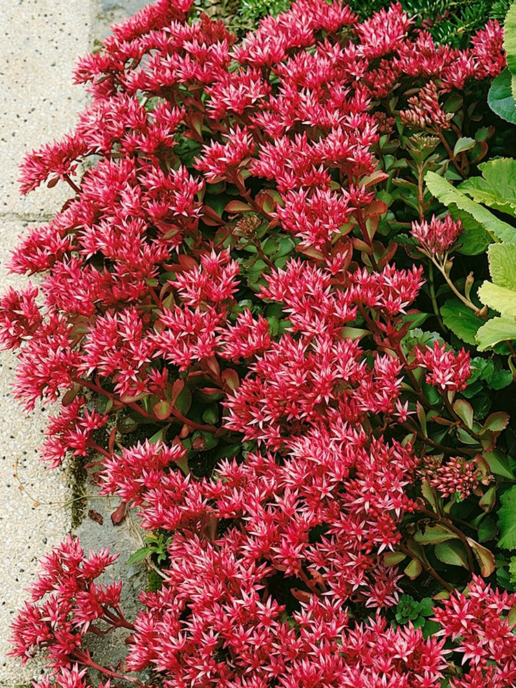 'Summer Glory' Stonecrop